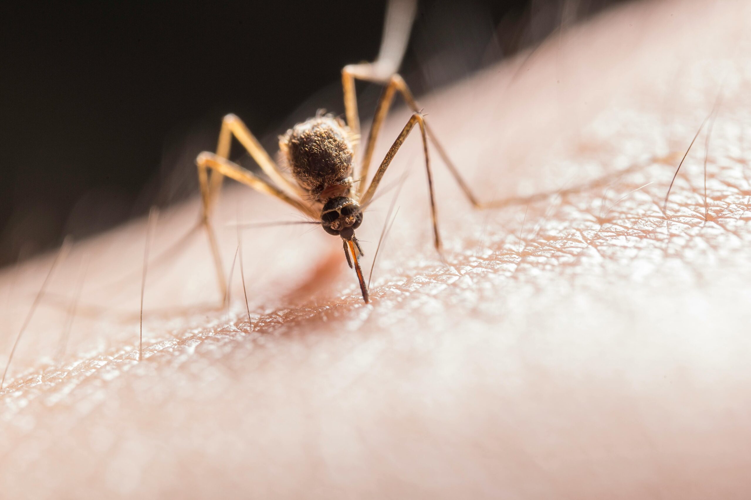 Mosquitos en La Moraleja: por qué hay más este verano y cómo proteger tu hogar de forma efectiva