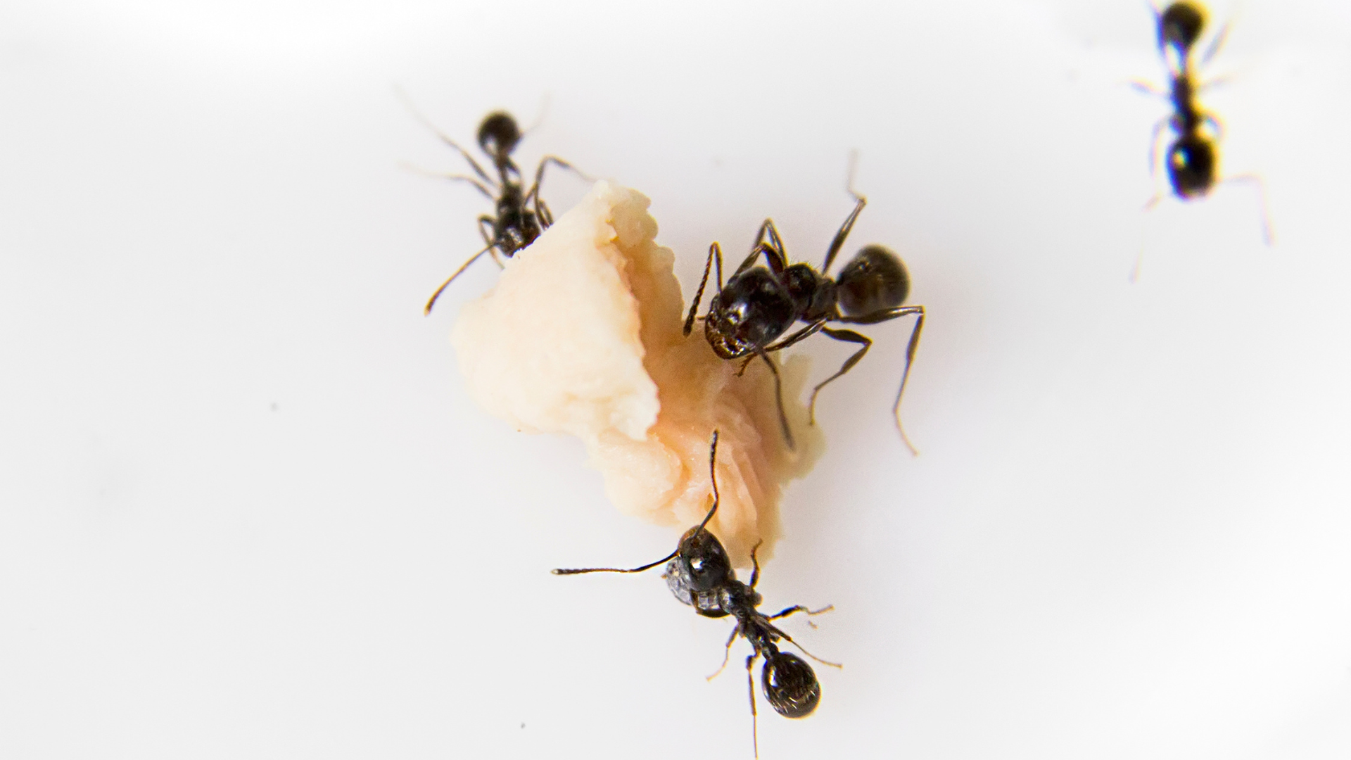 Verano en La Moraleja: consejos para mantener tu hogar libre de cucarachas, hormigas y mosquitos