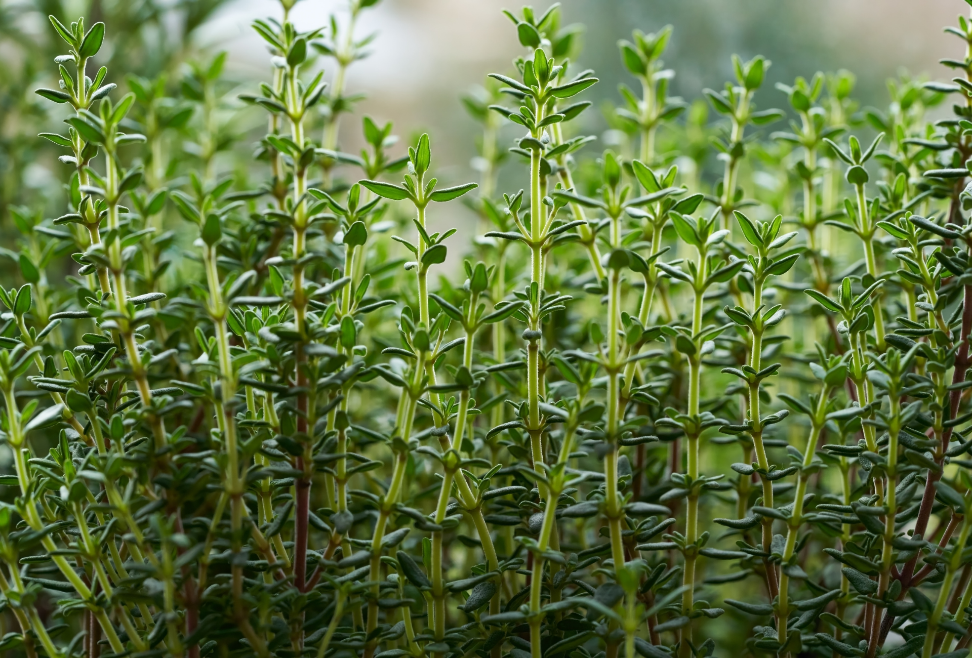 Elegancia y protección: ¿Pueden las plantas evitar plagas en La Moraleja?