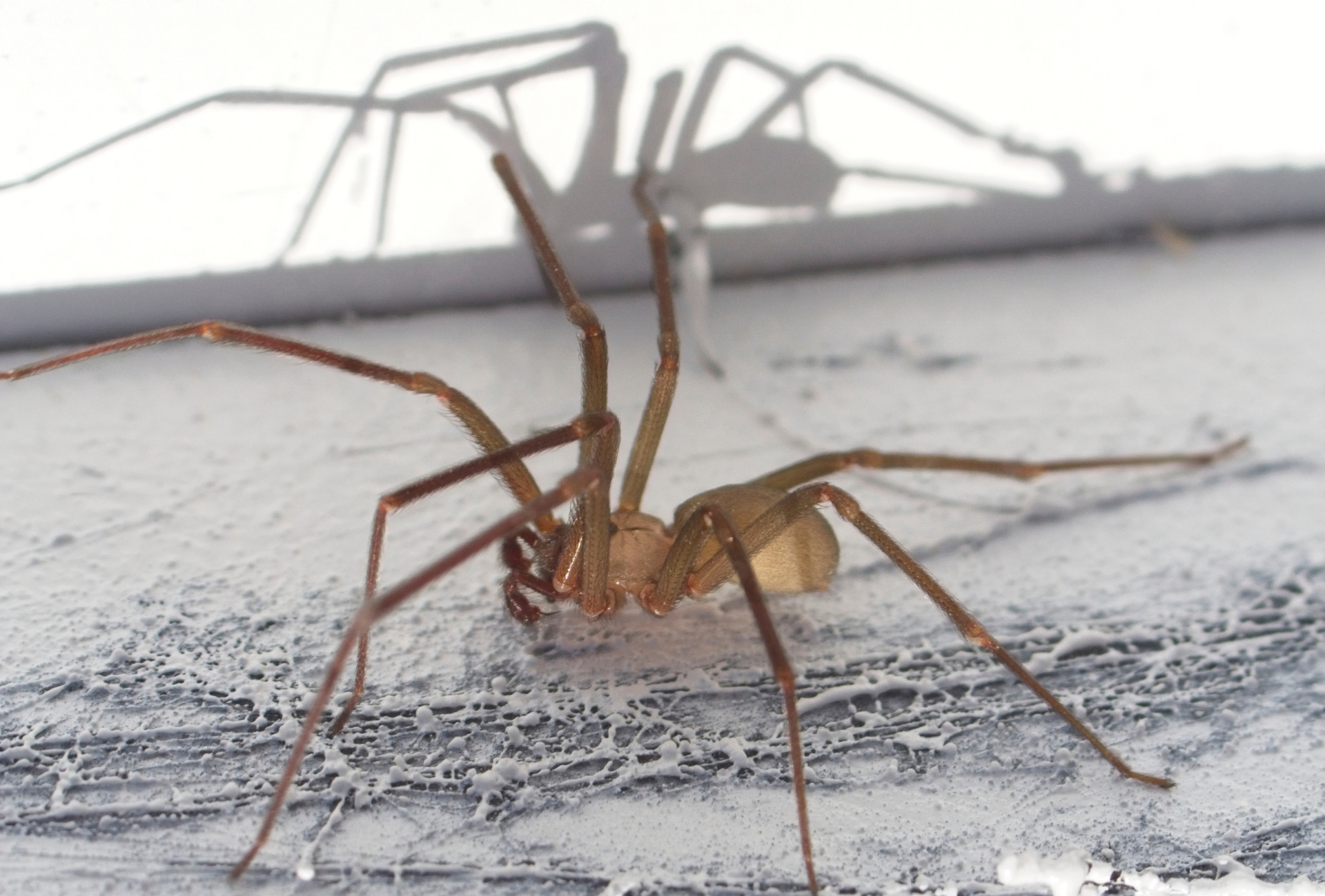 ¿Araña violinista en La Moraleja? Lo que debes saber para proteger tu hogar