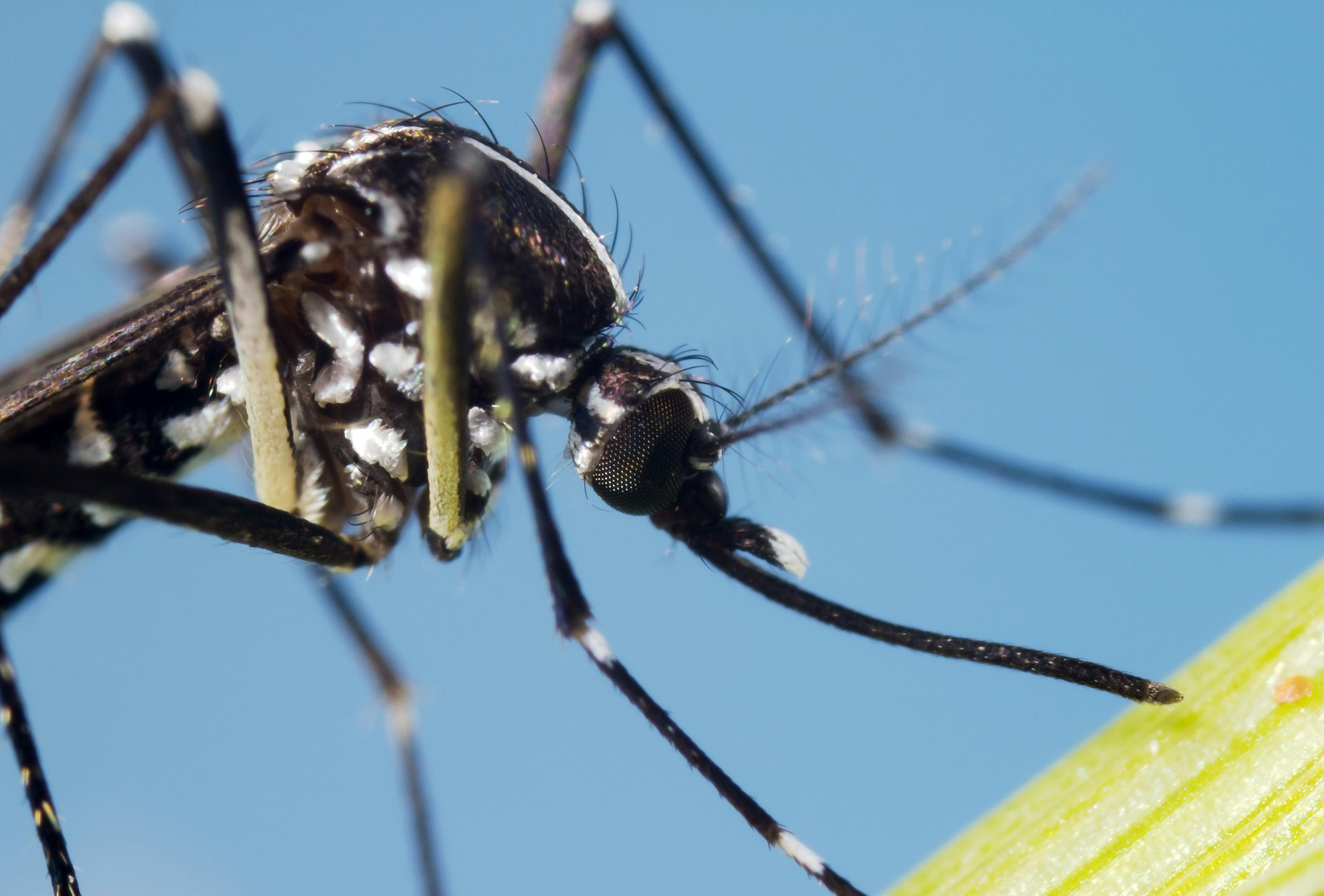 Mosquito tigre en La Moraleja: riesgos en jardines privados y urbanizaciones exclusivas
