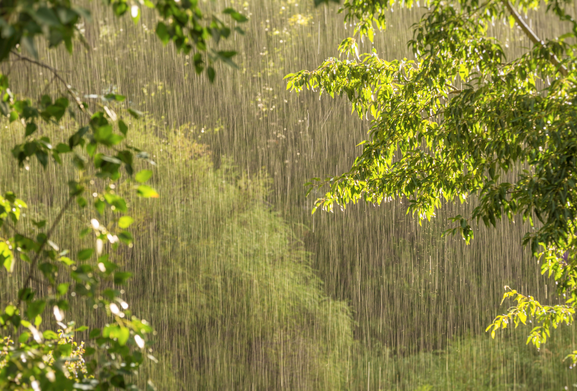 Plagas en La Moraleja: protección de chalets y jardines frente a la humedad